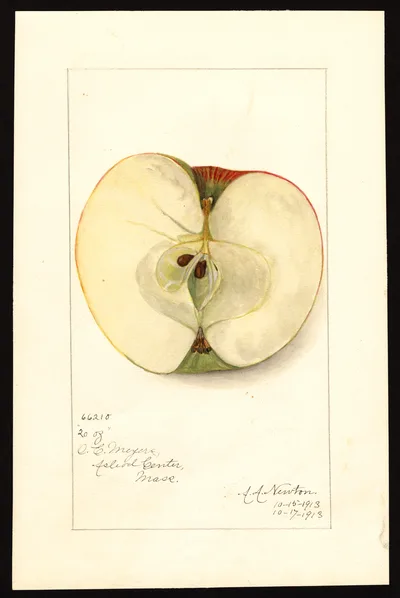 Watercolor of Twenty Ounce