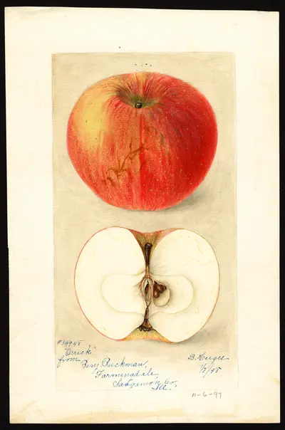 Watercolor of Orrick