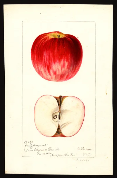 Watercolor of Early Margaret