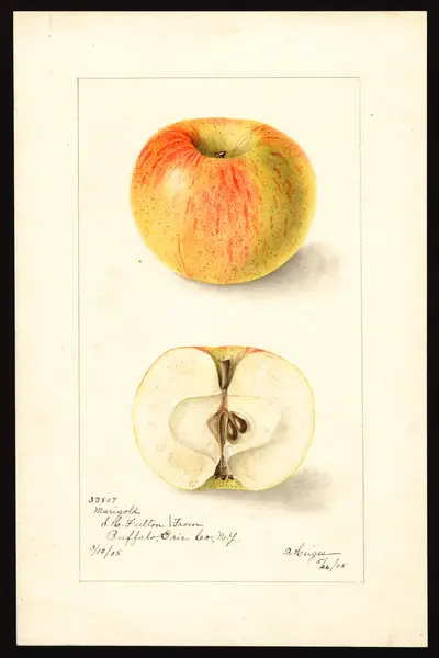 Watercolor of Marigold