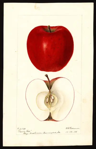 Watercolor of Marion County Red