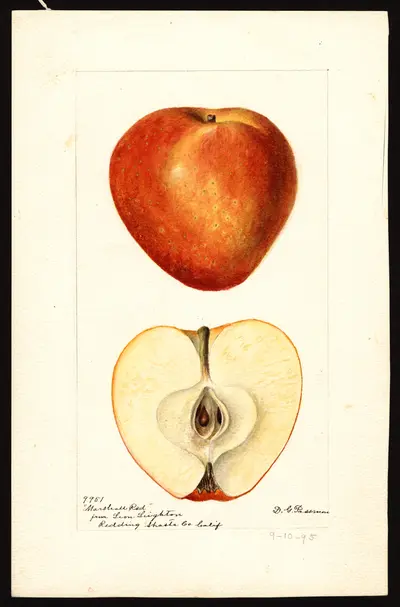 Watercolor of Marshall's Red