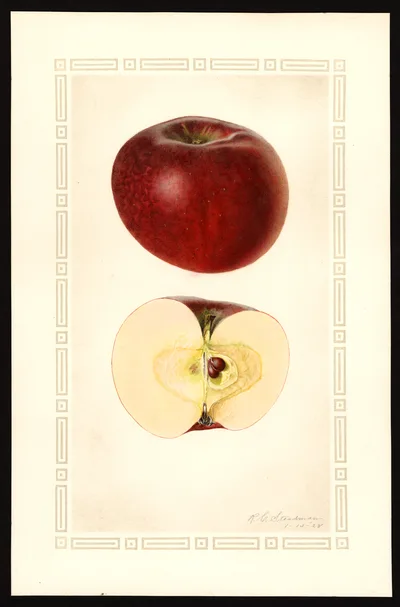USDA watercolor illustration of Martin