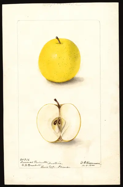 Watercolor of Reinette Ananas