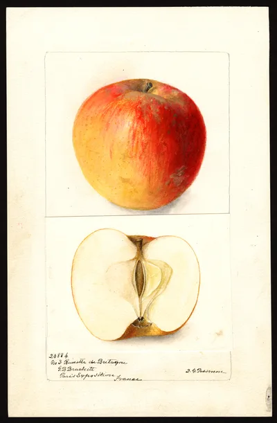 Watercolor of Black Norman