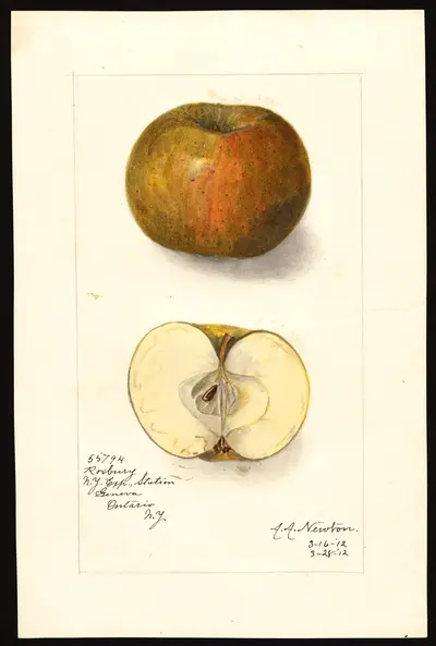 USDA watercolor illustration of Roxbury