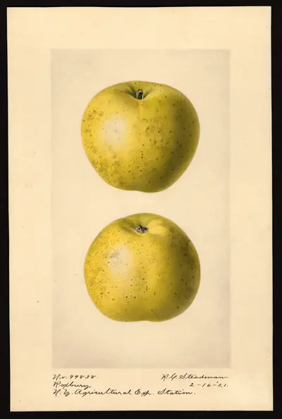 USDA watercolor illustration of Roxbury