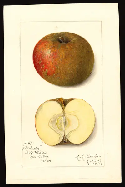 USDA watercolor illustration of Roxbury