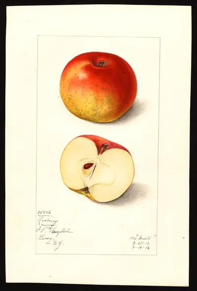 USDA watercolor illustration of Roxbury