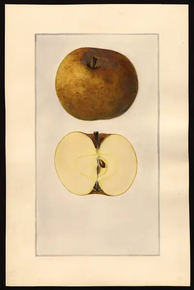 USDA watercolor illustration of Roxbury