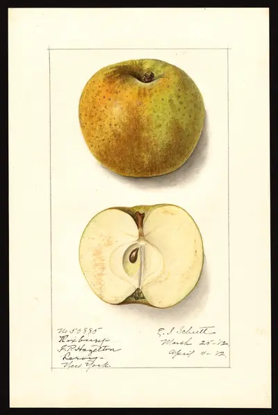 USDA watercolor illustration of Roxbury