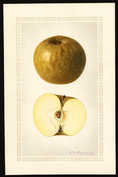 USDA watercolor illustration of Roxbury