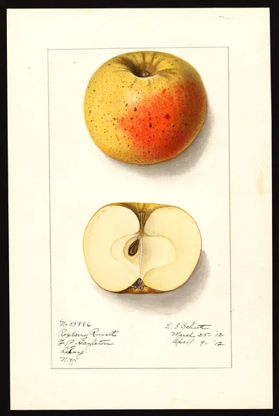 USDA watercolor illustration of Roxbury Russet