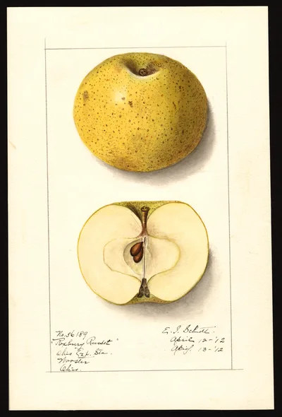 USDA watercolor illustration of Roxbury Russet