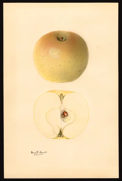 Watercolor of Royal Jubilee