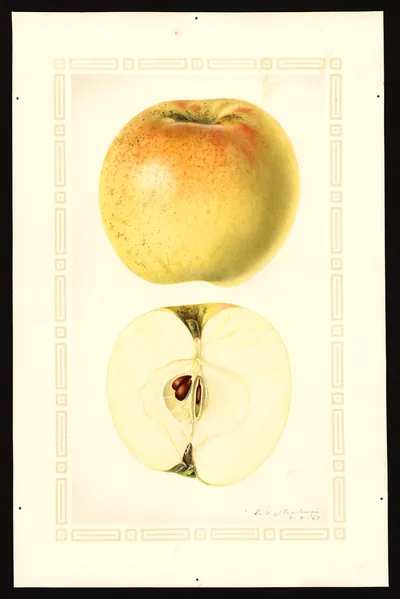 USDA watercolor illustration of Royal Jubilee