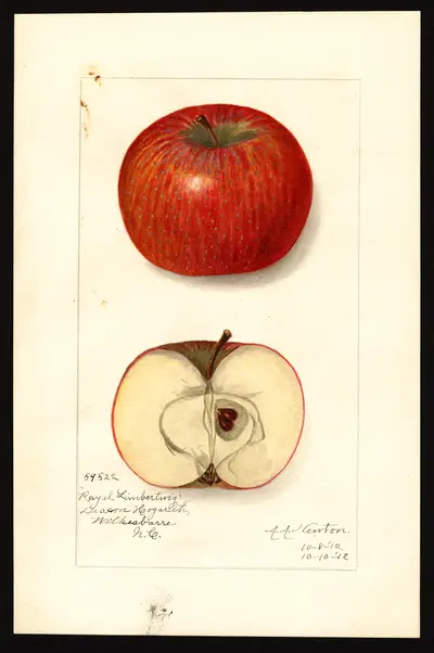 Watercolor of Royal Limbertwig
