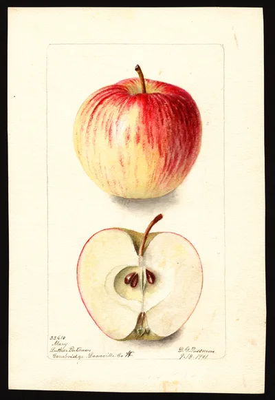Watercolor of Mary