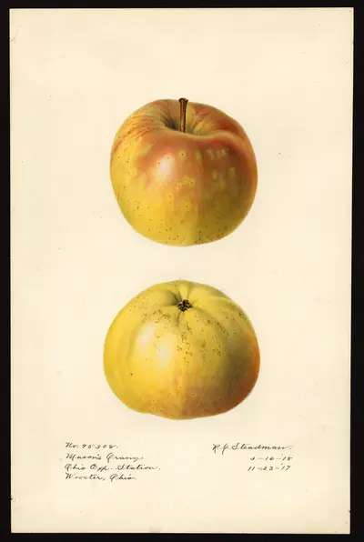 USDA watercolor illustration of Mason's Orange