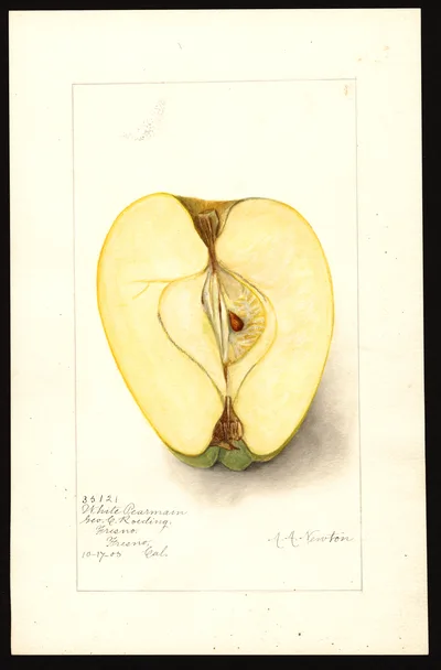 USDA watercolor illustration of White Winter Pearmain