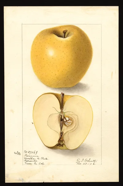 USDA watercolor illustration of White Winter Pearmain