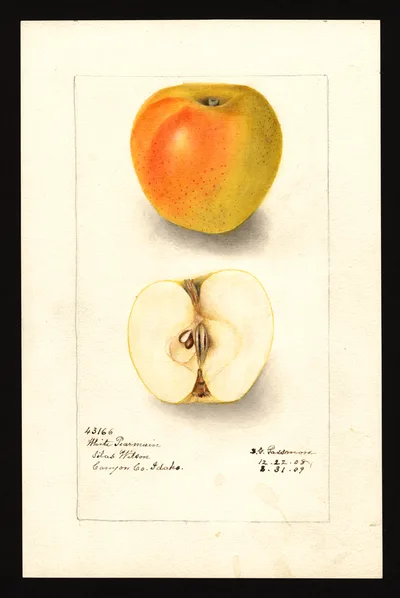 USDA watercolor illustration of White Winter Pearmain