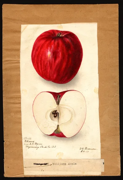 Watercolor of Williams