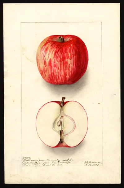 USDA watercolor illustration of Williams