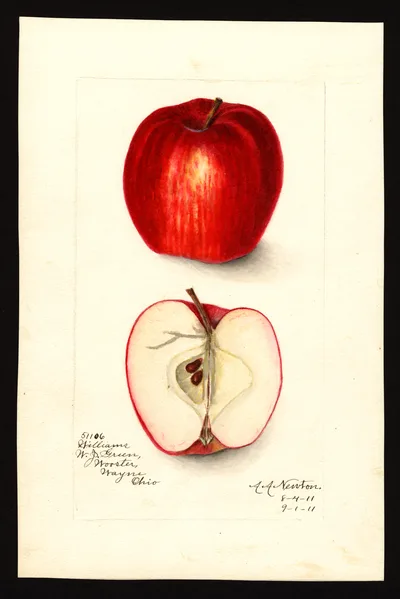 USDA watercolor illustration of Williams