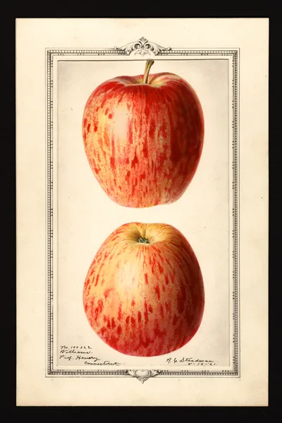 USDA watercolor illustration of Williams