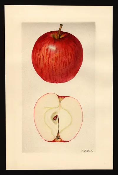 USDA watercolor illustration of Williams