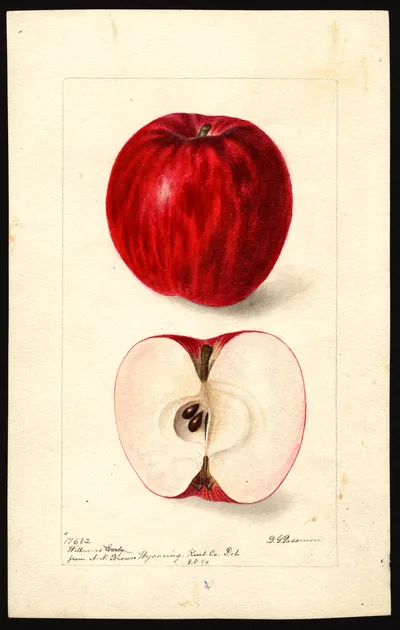 USDA watercolor illustration of Williams