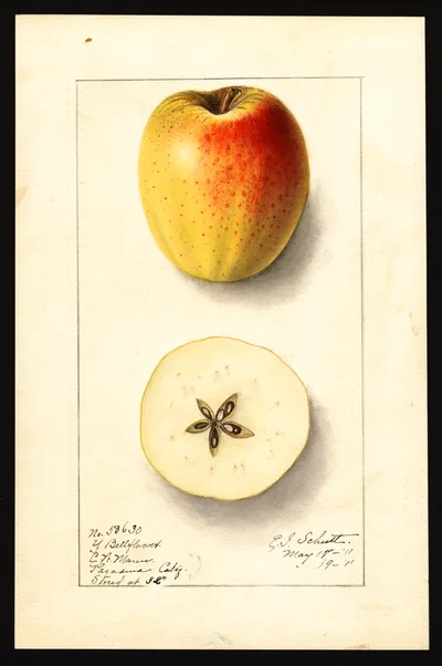 USDA watercolor illustration of Yellow Bellflower