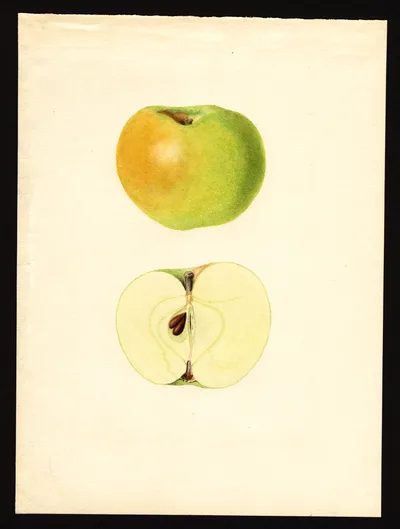 USDA watercolor illustration of Yellow Newtown