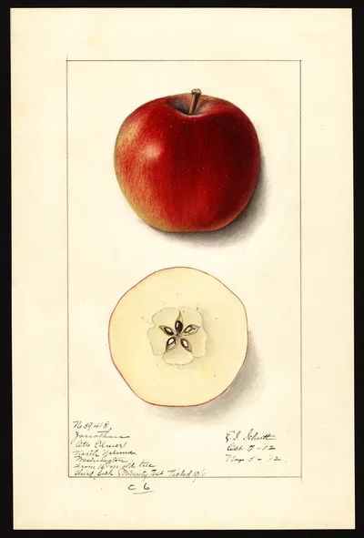 USDA watercolor illustration of Jonathan