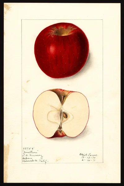 USDA watercolor illustration of Jonathan