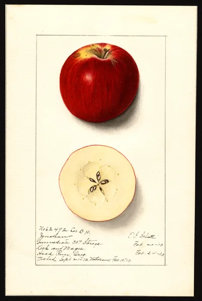 USDA watercolor illustration of Jonathan