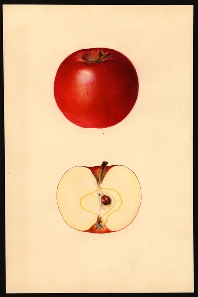 USDA watercolor illustration of Jonathan