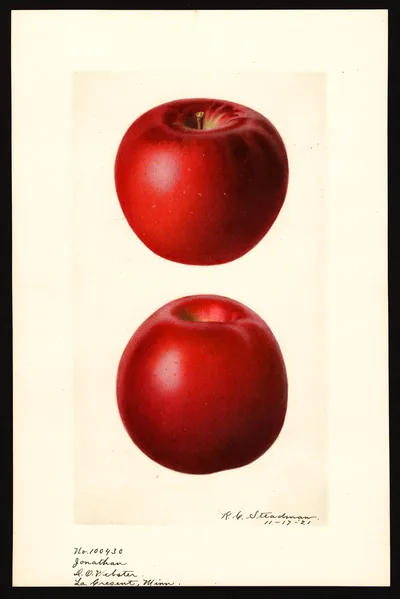USDA watercolor illustration of Jonathan
