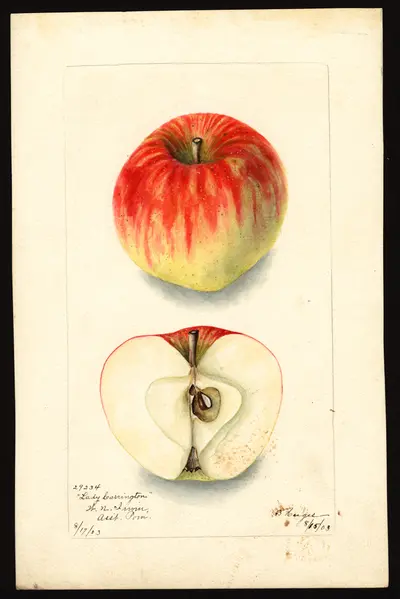 Watercolor of Lady Carrington