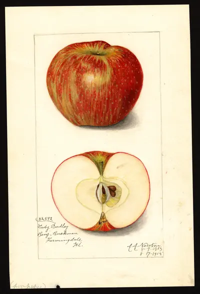 Watercolor of LADY SUDELEY