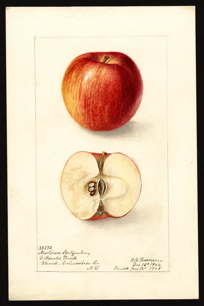 Watercolor of Newtown Spitzenburg