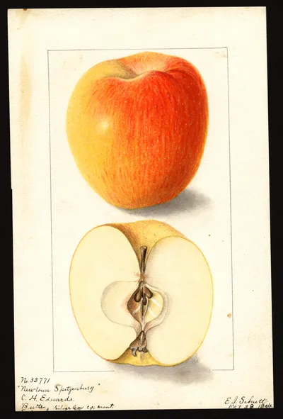 USDA watercolor illustration of Newtown Spitzenburg