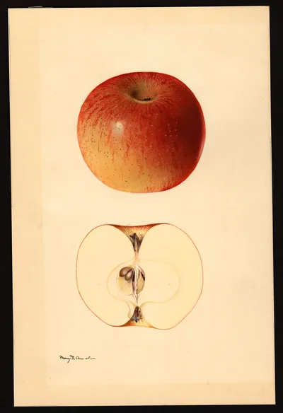 USDA watercolor illustration of Newtown Spitzenburg