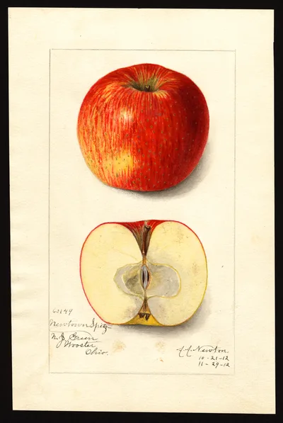 USDA watercolor illustration of Newtown Spitzenburg