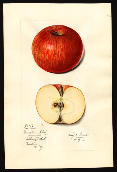 USDA watercolor illustration of Newtown Spitzenburg