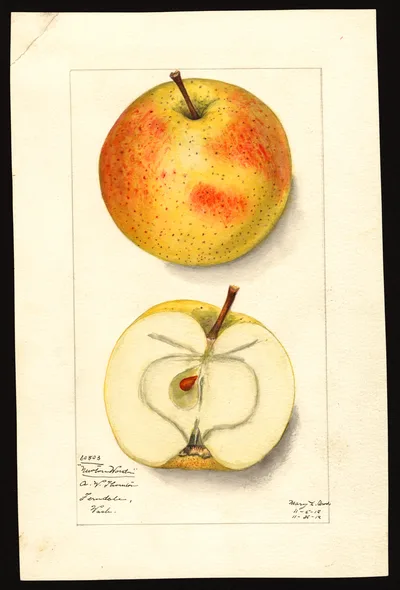 USDA watercolor illustration of NEWTON WONDER