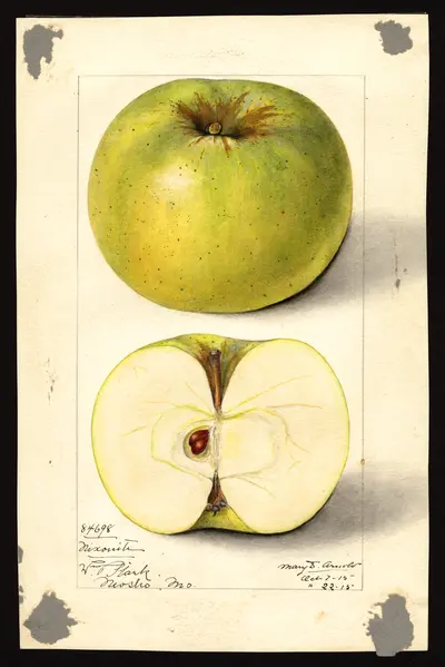 Watercolor of Nixonite