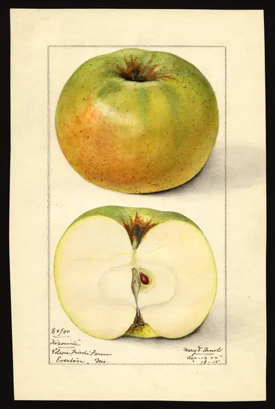 USDA watercolor illustration of Nixonite