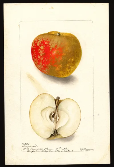 Watercolor of Nonpareil